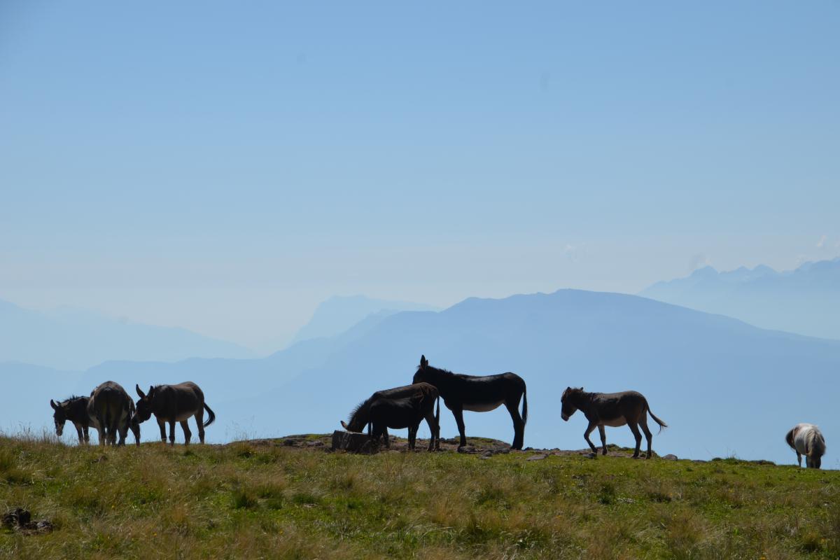 Platzer Alm 07.09.2023